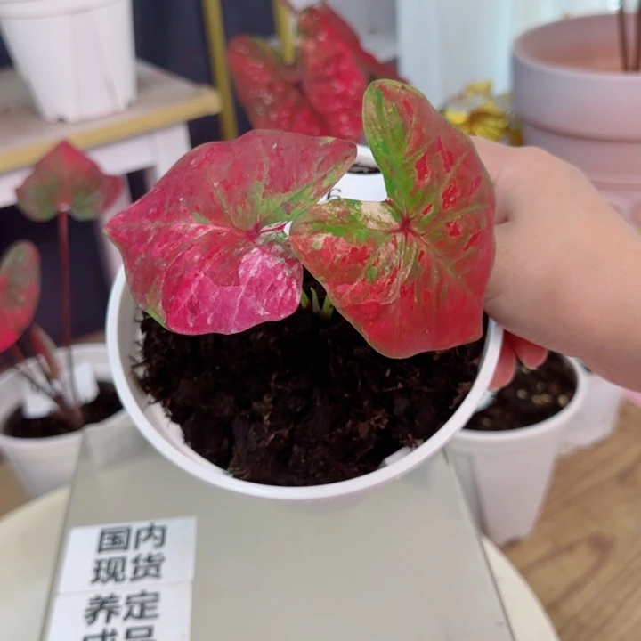 无花朵泰彩Q3376..