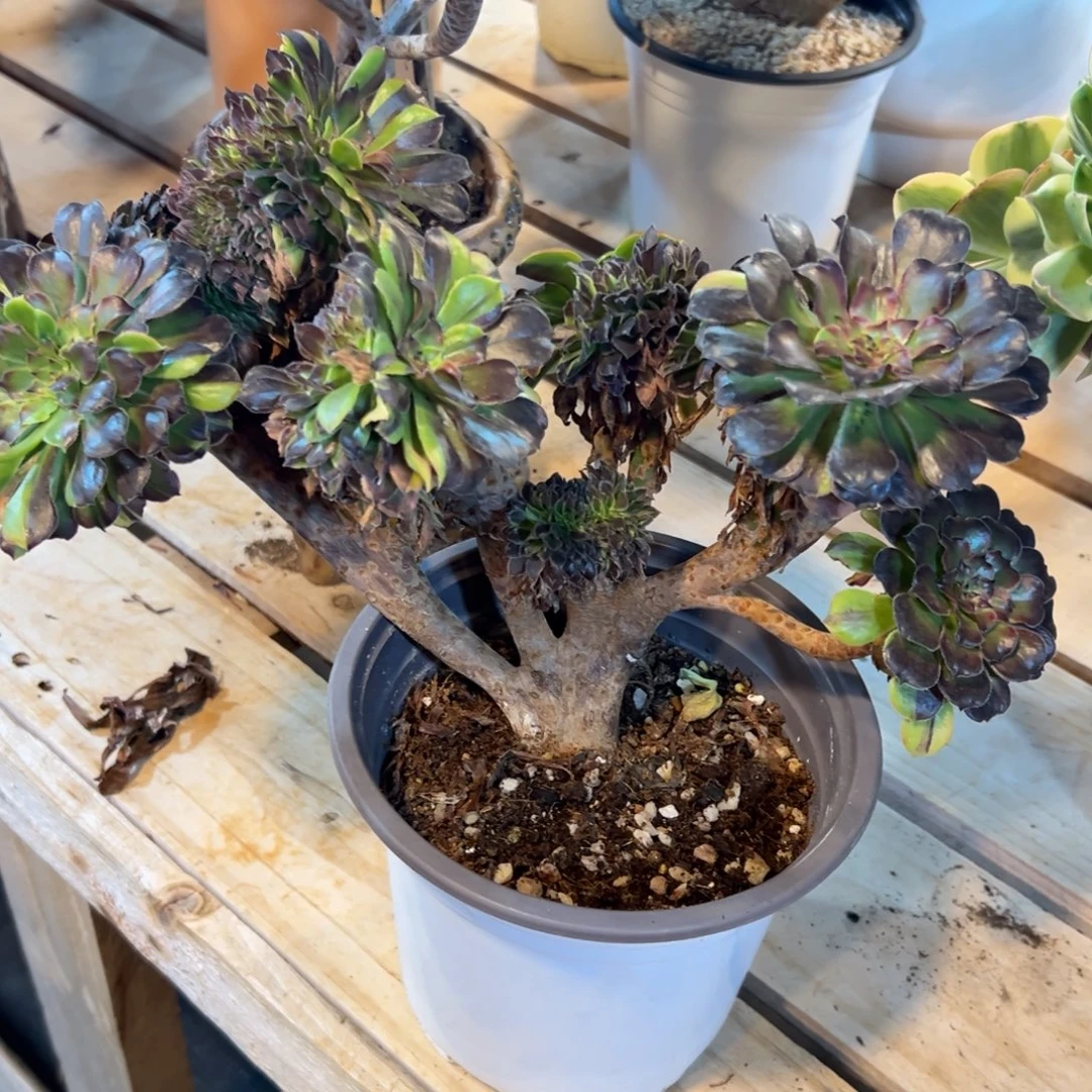 花脸粉黛缀化老桩朵缀