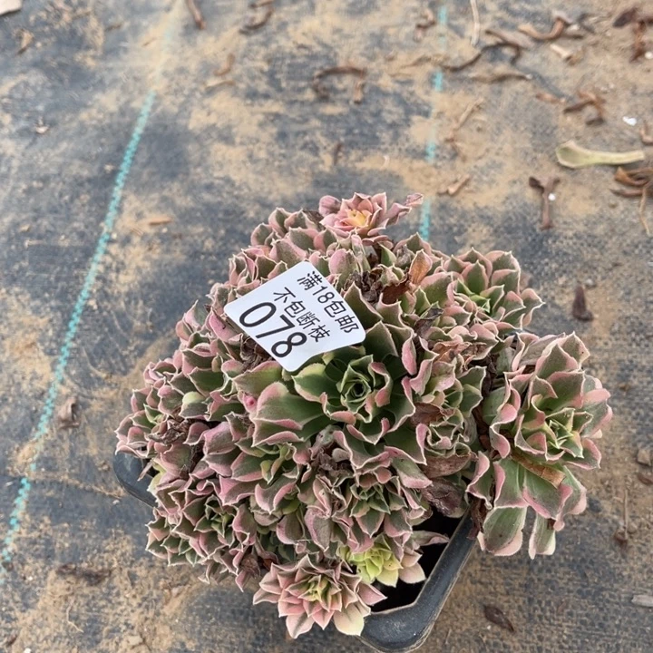 078白凤小手捧1号棚