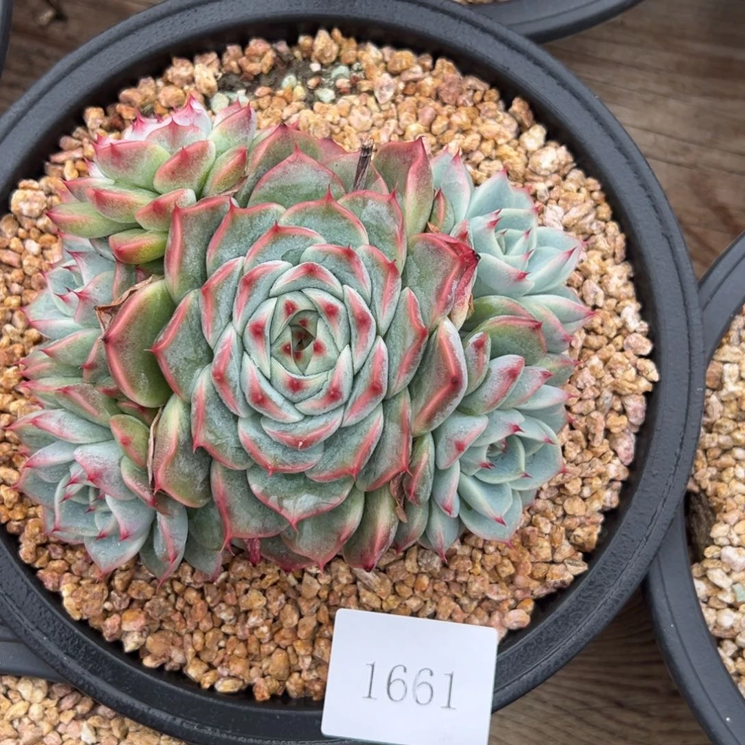 米*1661肉肉肉肉肉肉肉