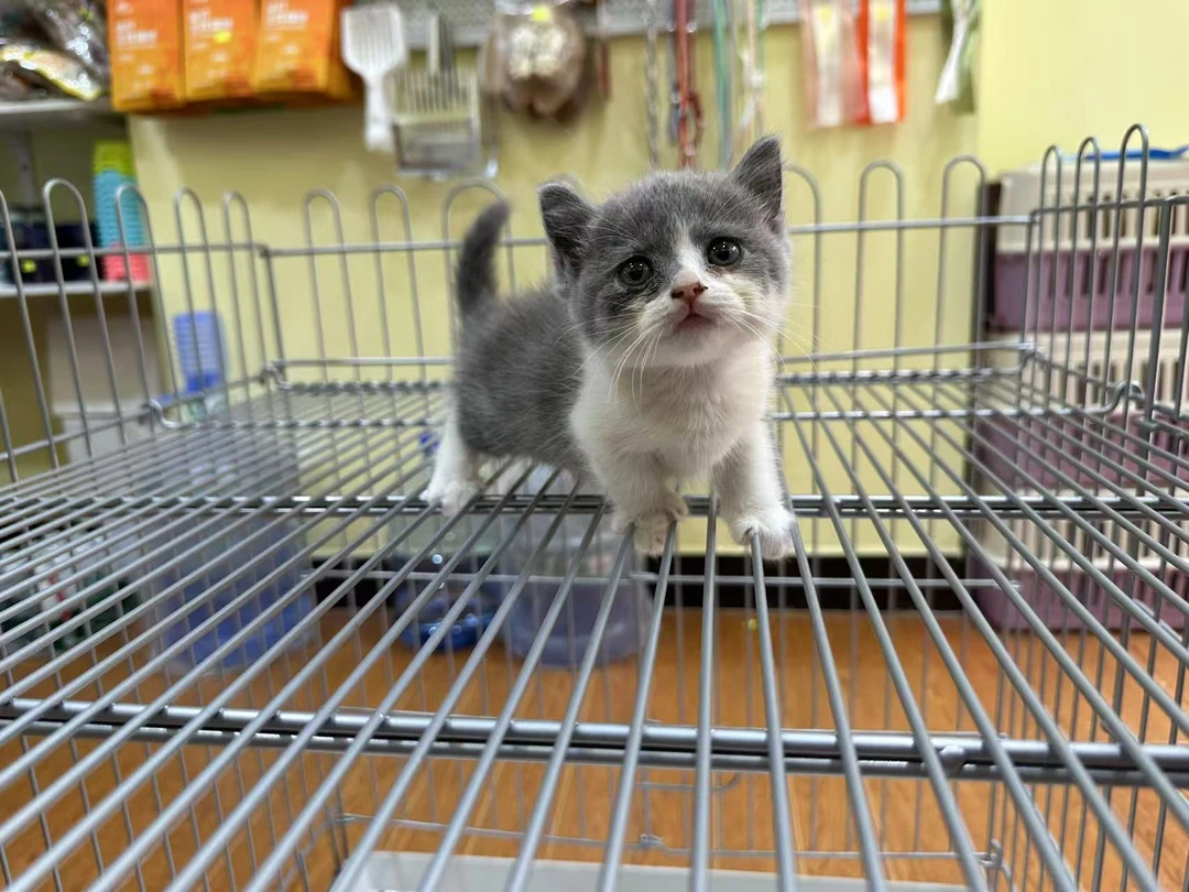蓝猫矮脚蓝猫加白