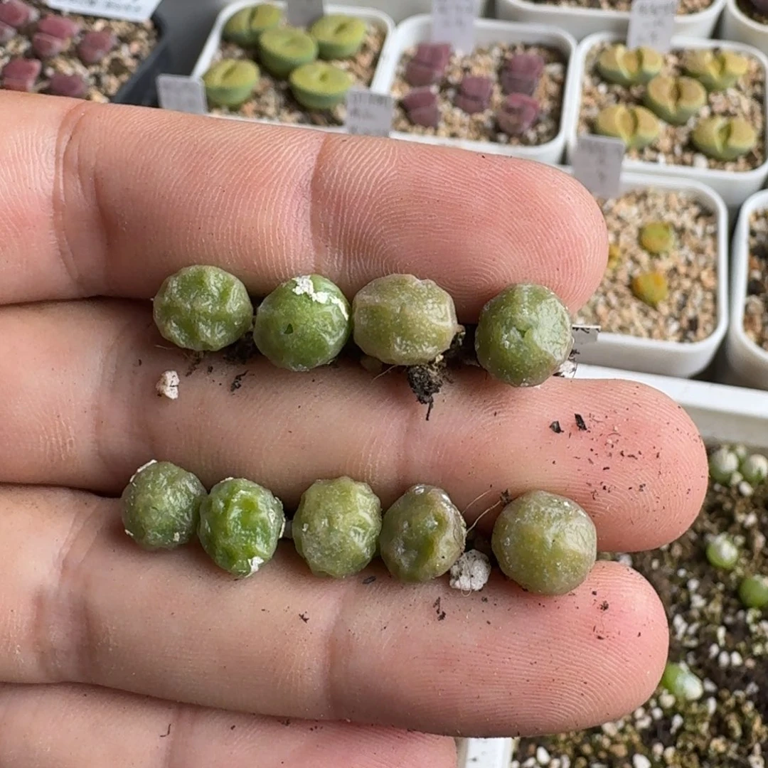 J994饺子皮一年苗