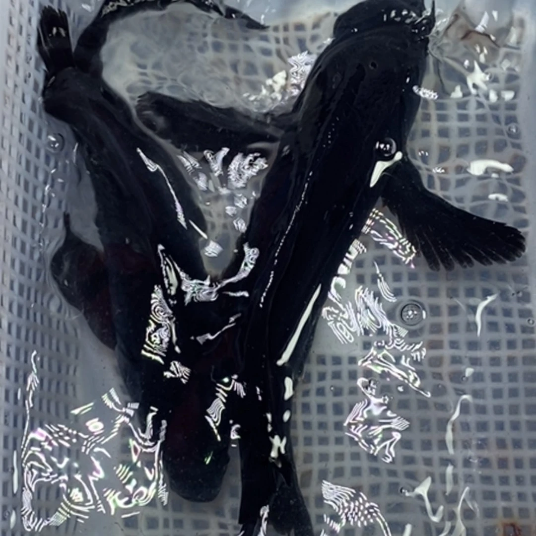 锦鲤冷水锦鲤包邮