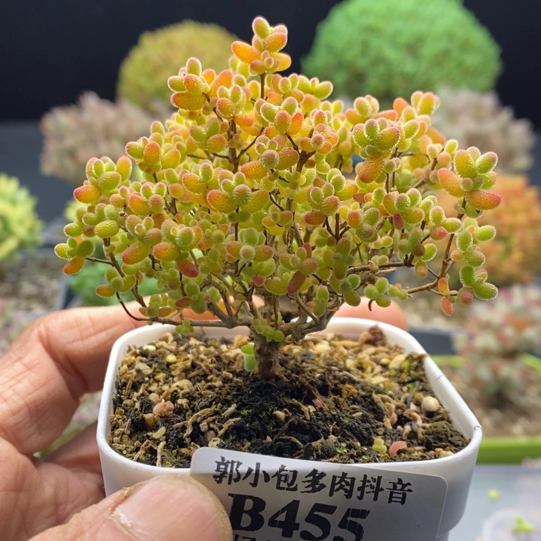 455蜜橘糖球。