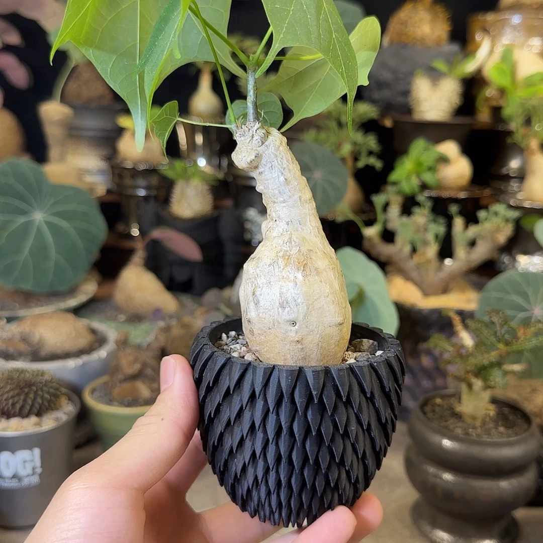 一物一拍泰国火桐