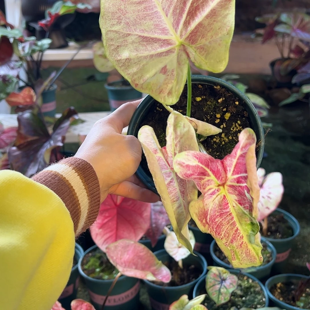 无花朵泰彩福利养定43