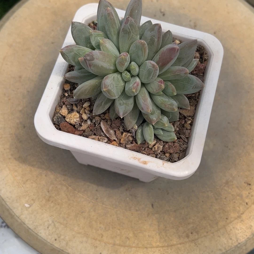 ?****天多肉植物多肉植物