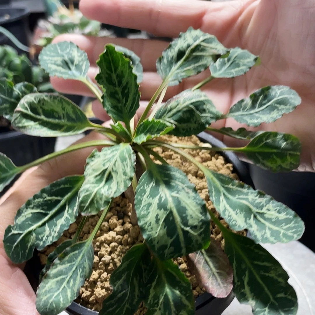 鱼骨大戟福利666666