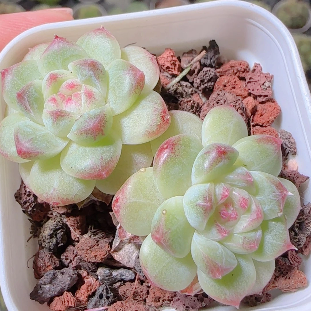 花语逸镜1104-14溏心