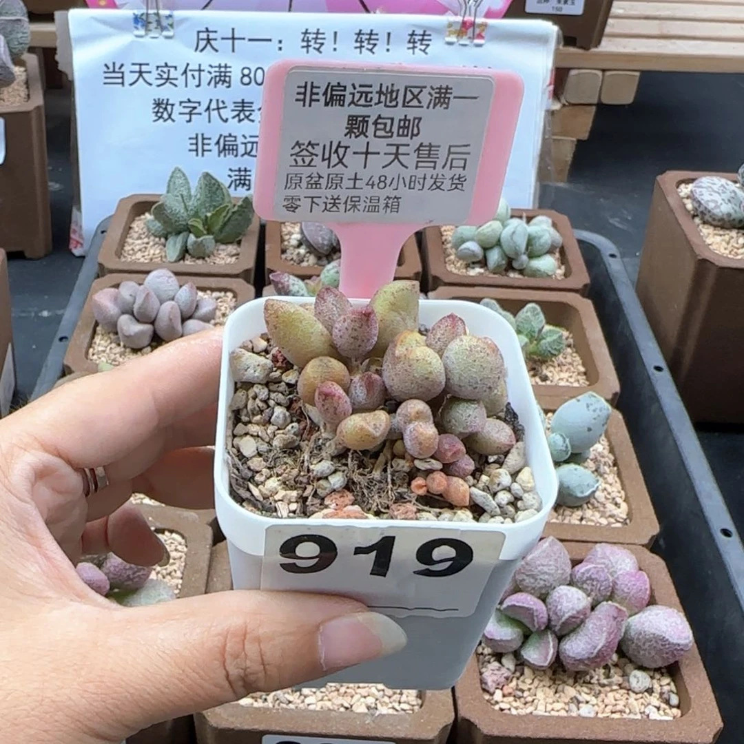 919蜜桃格林多肉植物