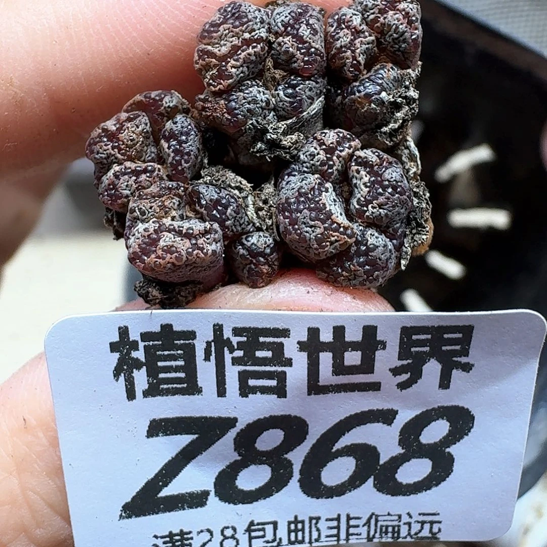 多肉植物的人生fghn