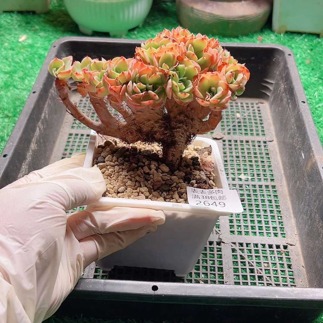 多肉一物一拍植物2649
