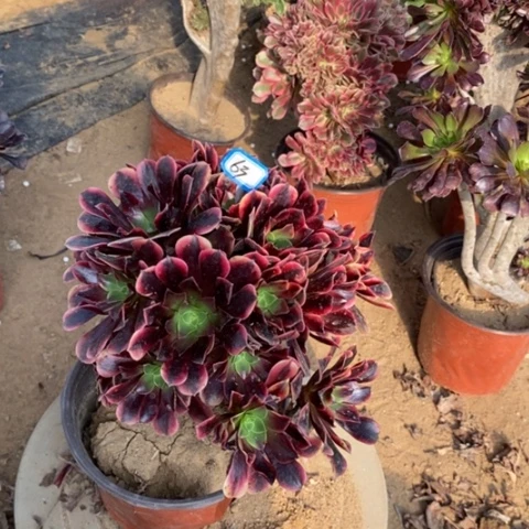 欧嘉莉捧花一物一拍