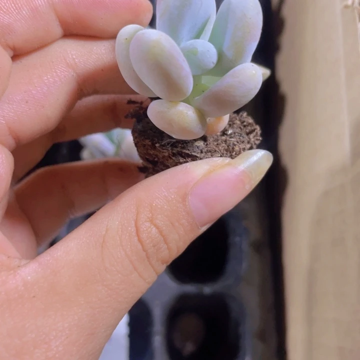 13精品达摩奶酪2颗一组