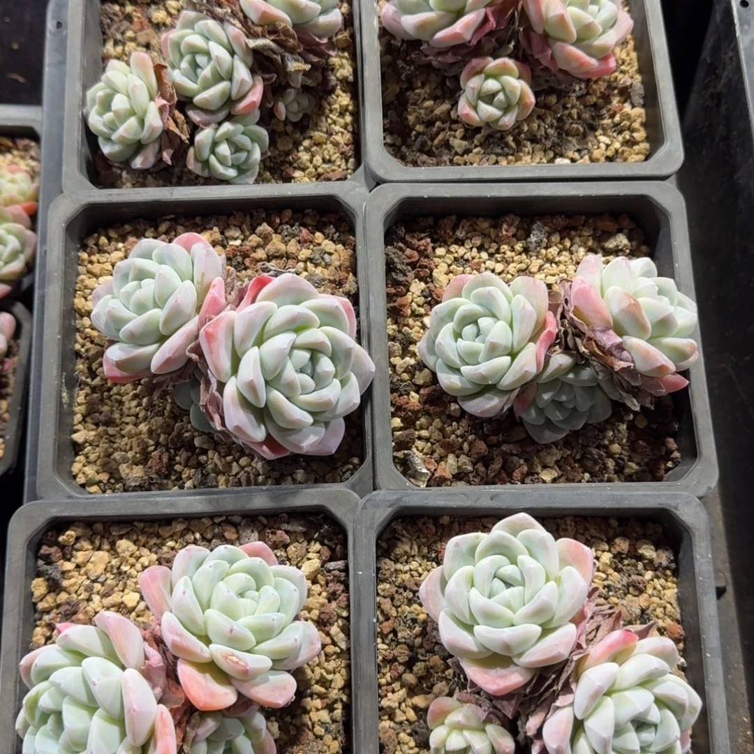 脱土发货冰玉6颗一物一拍33