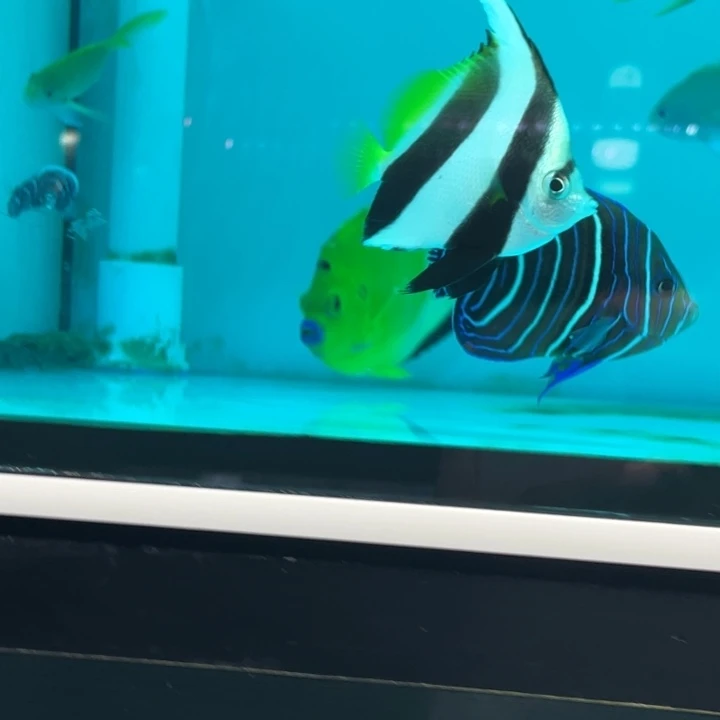 活体野生蓝圈幼鱼海水鱼