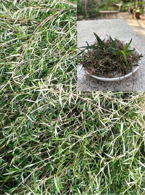 【聚菜】山蛇舌茶（代用茶）原味清香 拍一发二