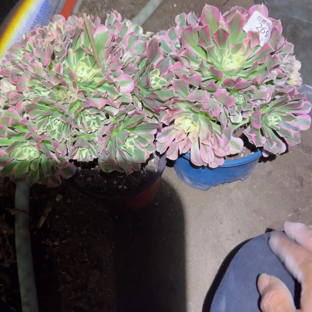 白凤法师多肉269