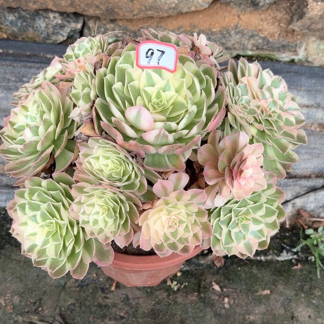 全部花朵97西施多肉植物