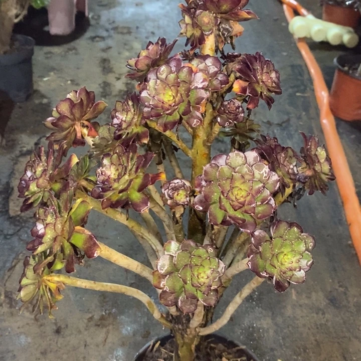 黑法多肉植物46。