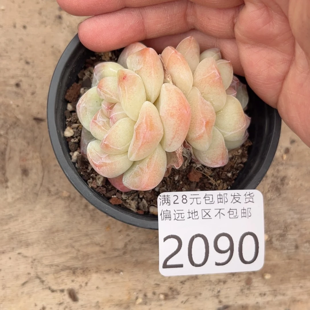 大2090；v xv x h v j n n