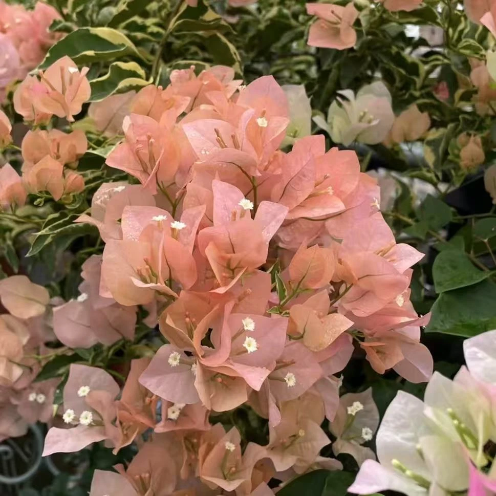 【铃兰花匠】三角梅-马斯 盆栽 耐热花卉四季开花阳台庭院植物