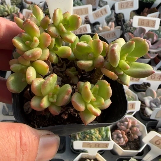 576苹果花一物一拍多肉