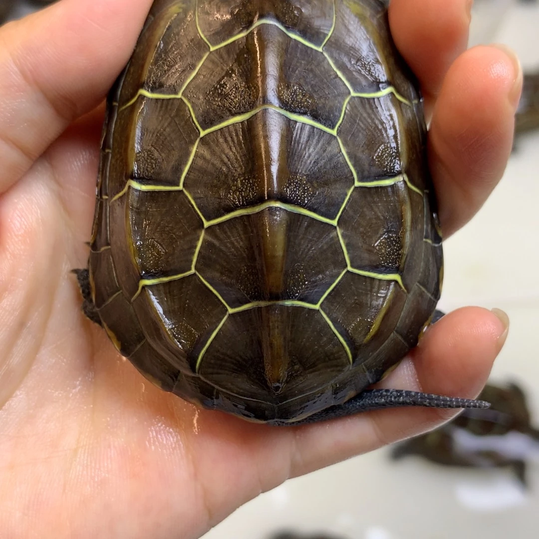 绿毛龟母中华草龟不分公母