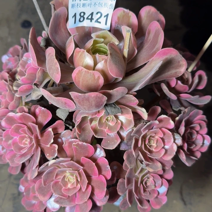 18421爱神多肉植物