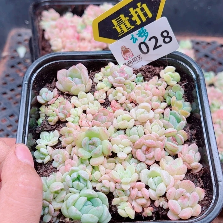 多肉植物多肉植物