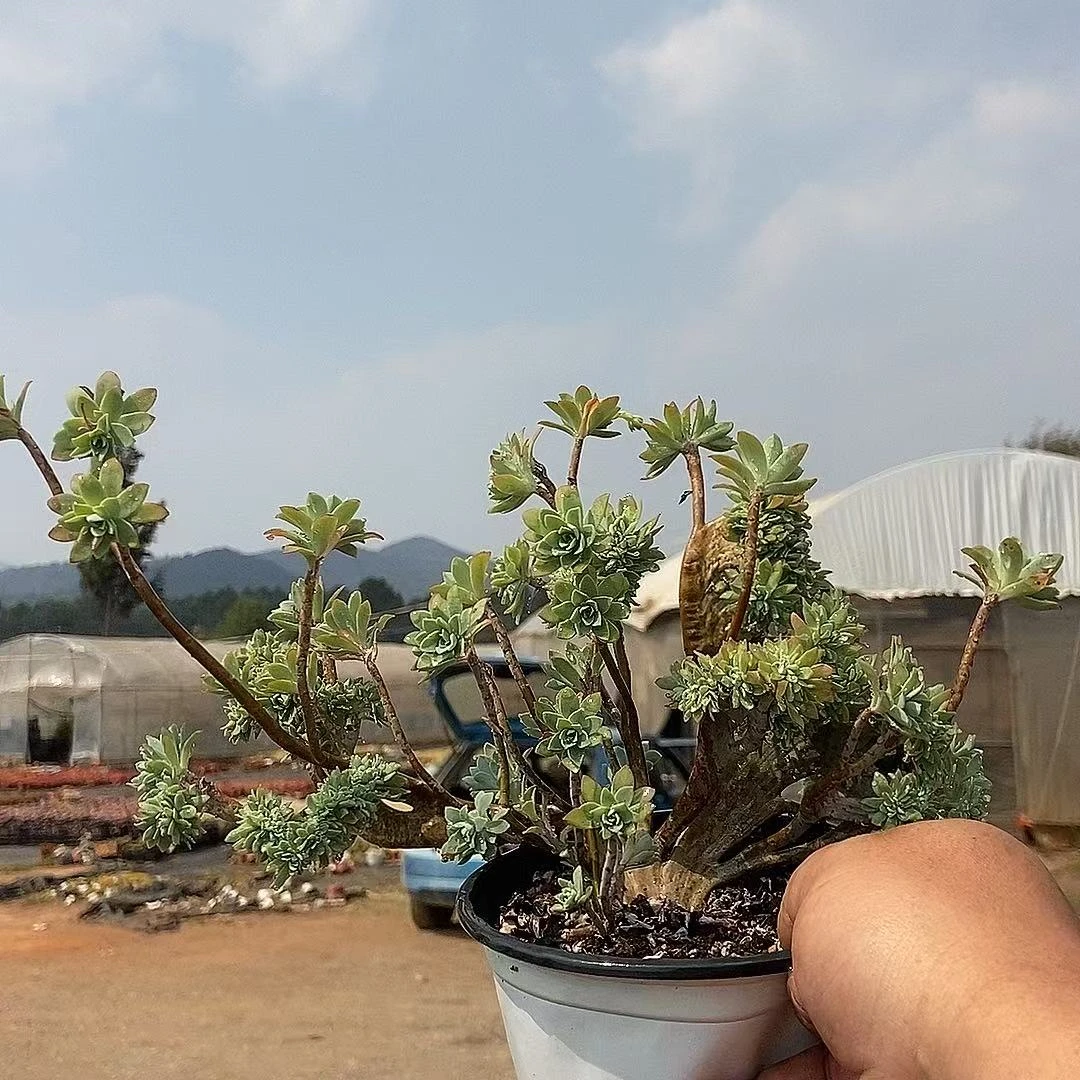 【薄化妆缀 一颗 满9.9包邮】阳台露台绿植栽种养护
