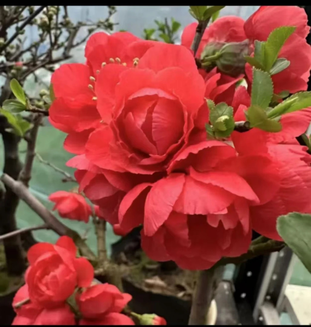 （全网18块）12年年长寿冠红宝石海棠花盆景花卉绿植年宵花