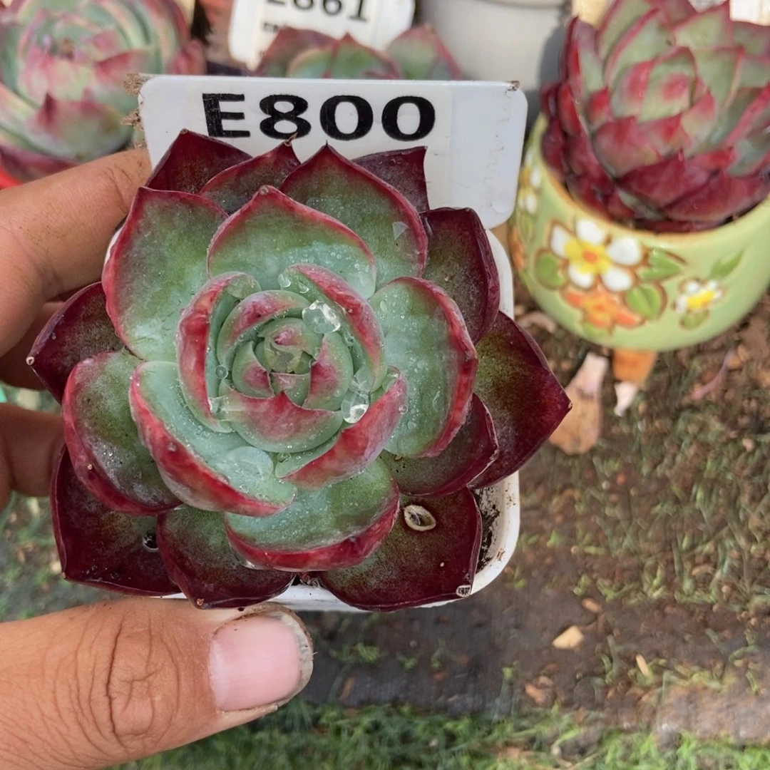 惊鸿一瞥800号楼