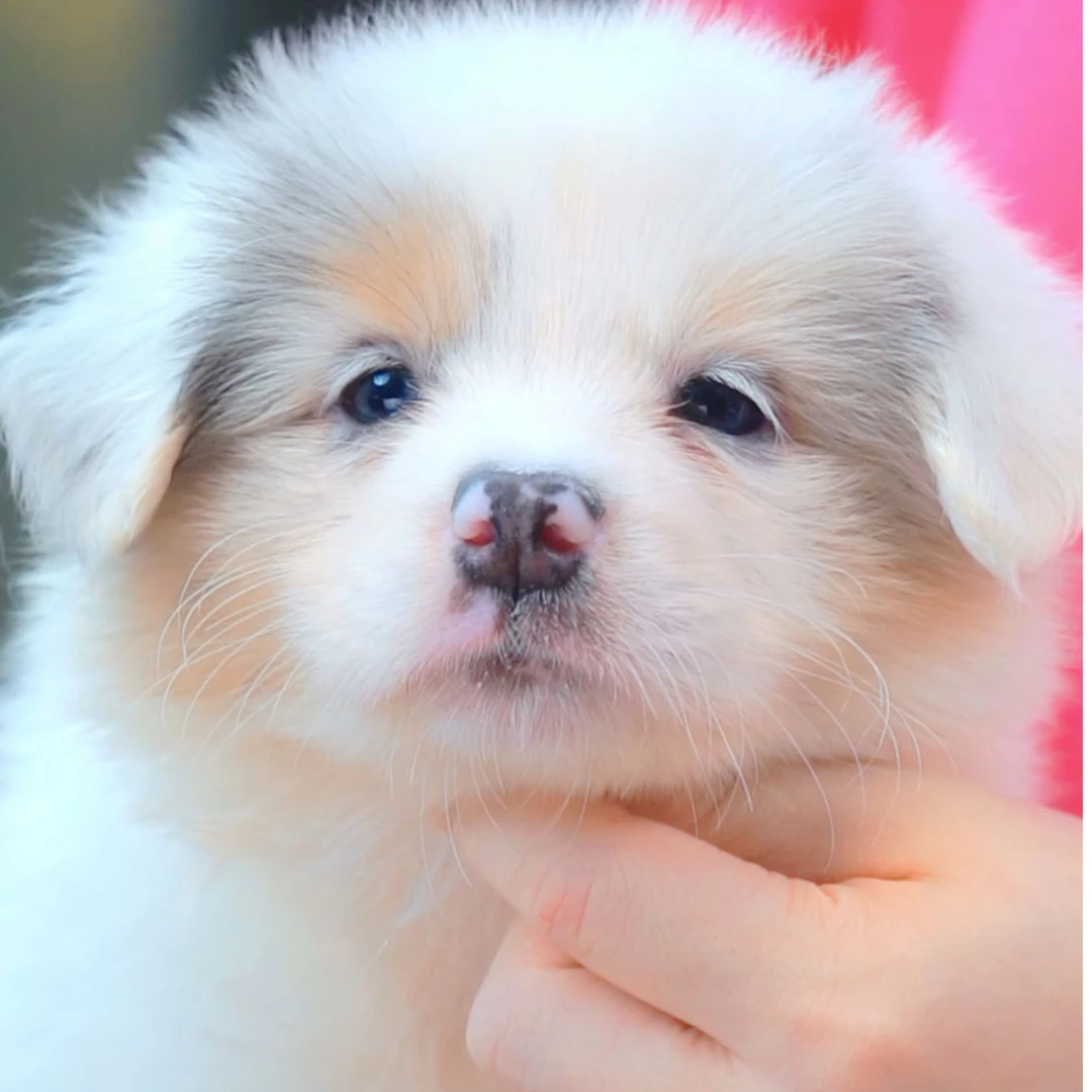 边境牧羊犬——三色陨石妹妹