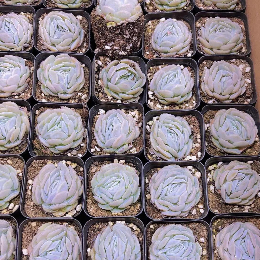 贝壳西娜19包邮多肉