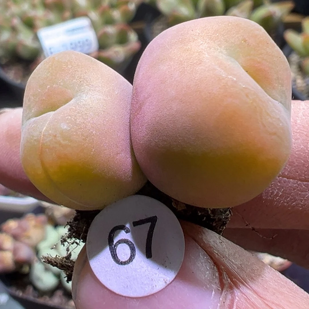 多肉植物111111111111111111