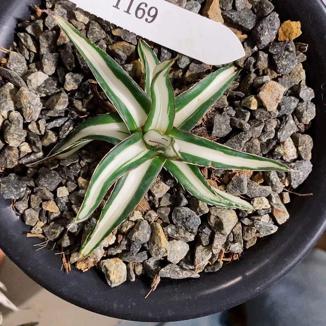 梦***人冰山白中班。龙舌兰。