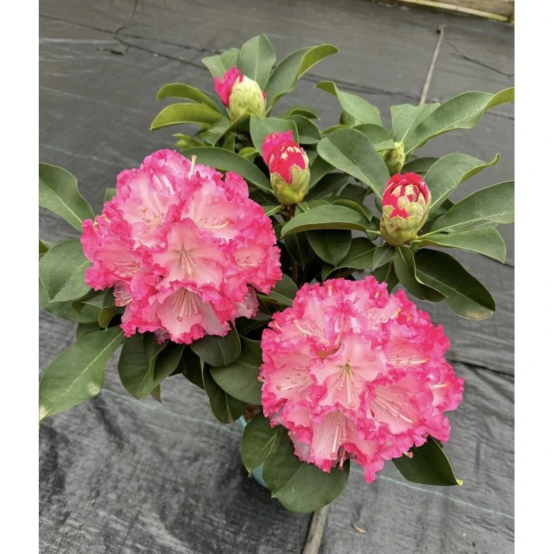 [高山杜鹃] 12cm盆 带花苞木本耐寒冬季开花卉植物庭院阳台地盆栽