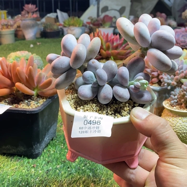 0498啊啊啊啊啊啊啊啊啊啊