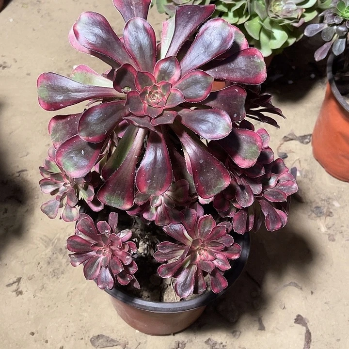 香娜儿玫瑰玫瑰玫瑰