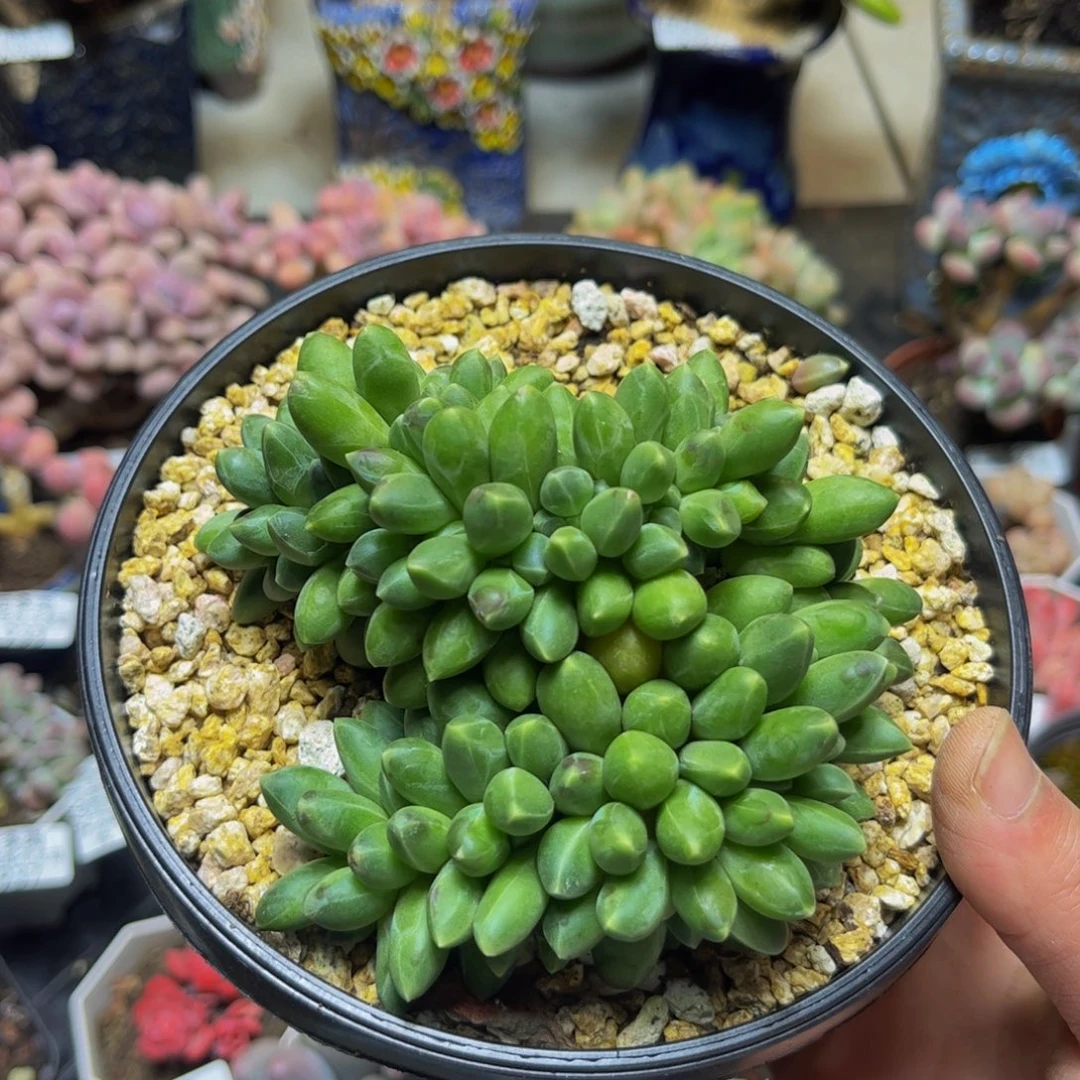 072香蕉树10厘米多肉