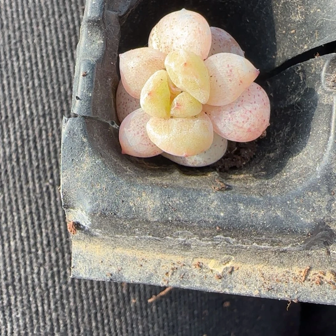 多肉小卡拉米糖心一物一拍