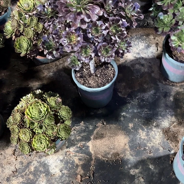 月***徭0496晚霞多肉植物