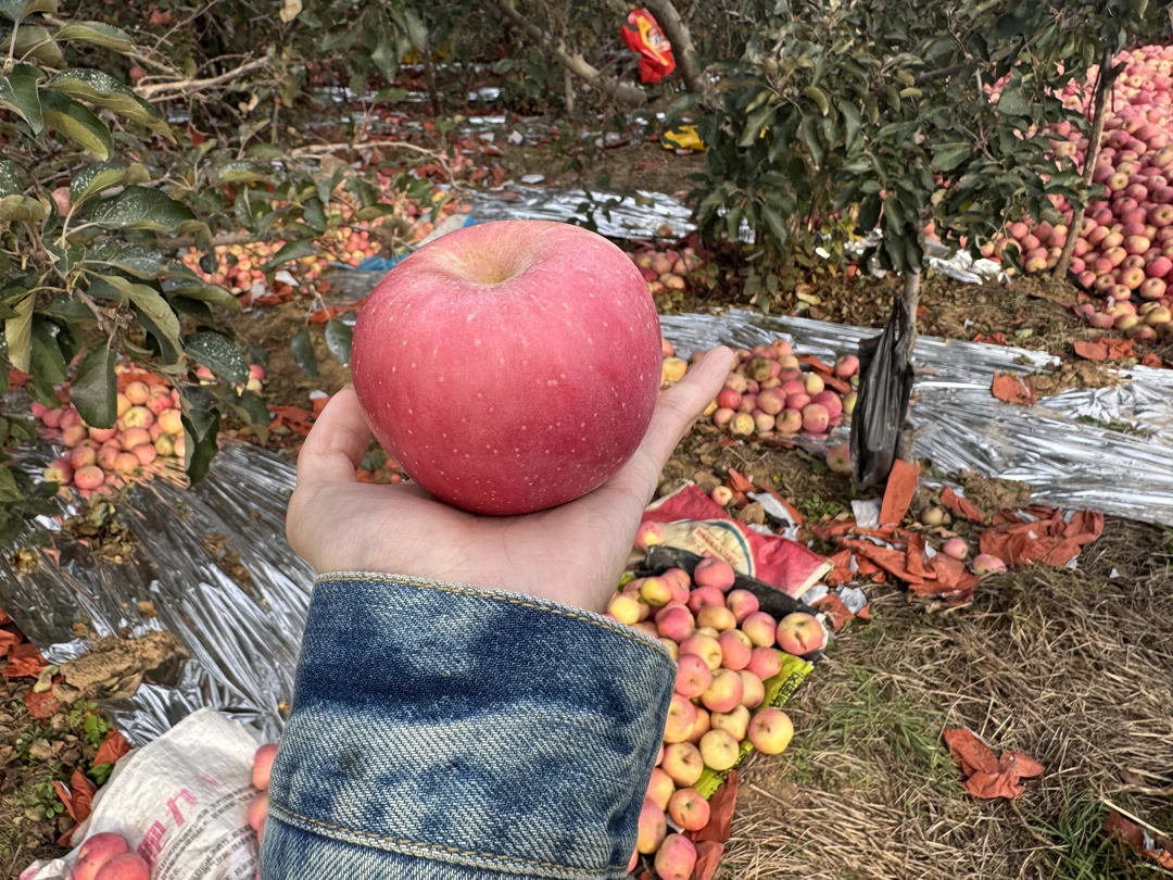 现摘新鲜红富士苹果脆甜多汁当季冰糖心水果产地包邮