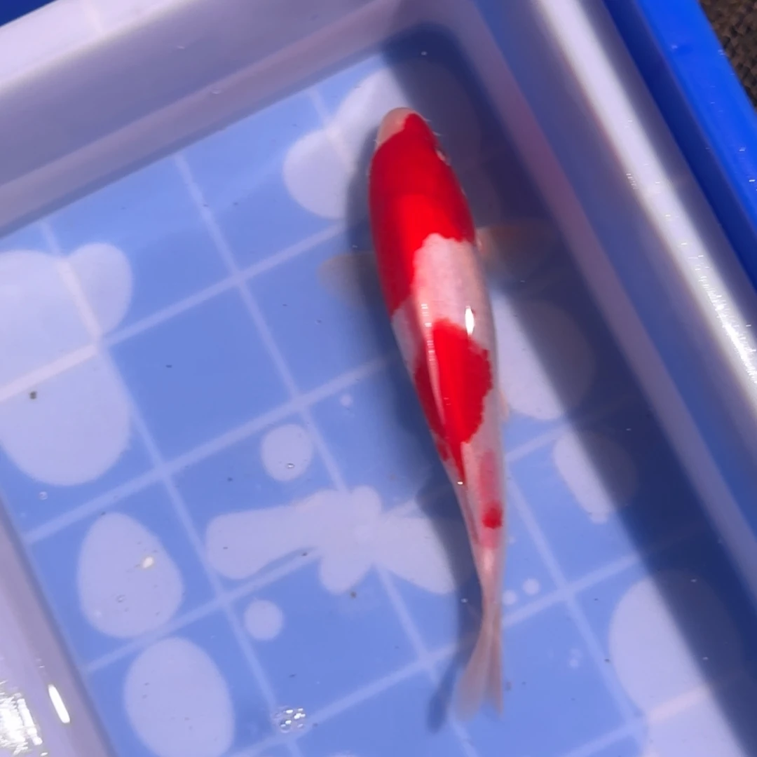 锦鲤精品锦鲤大放漏