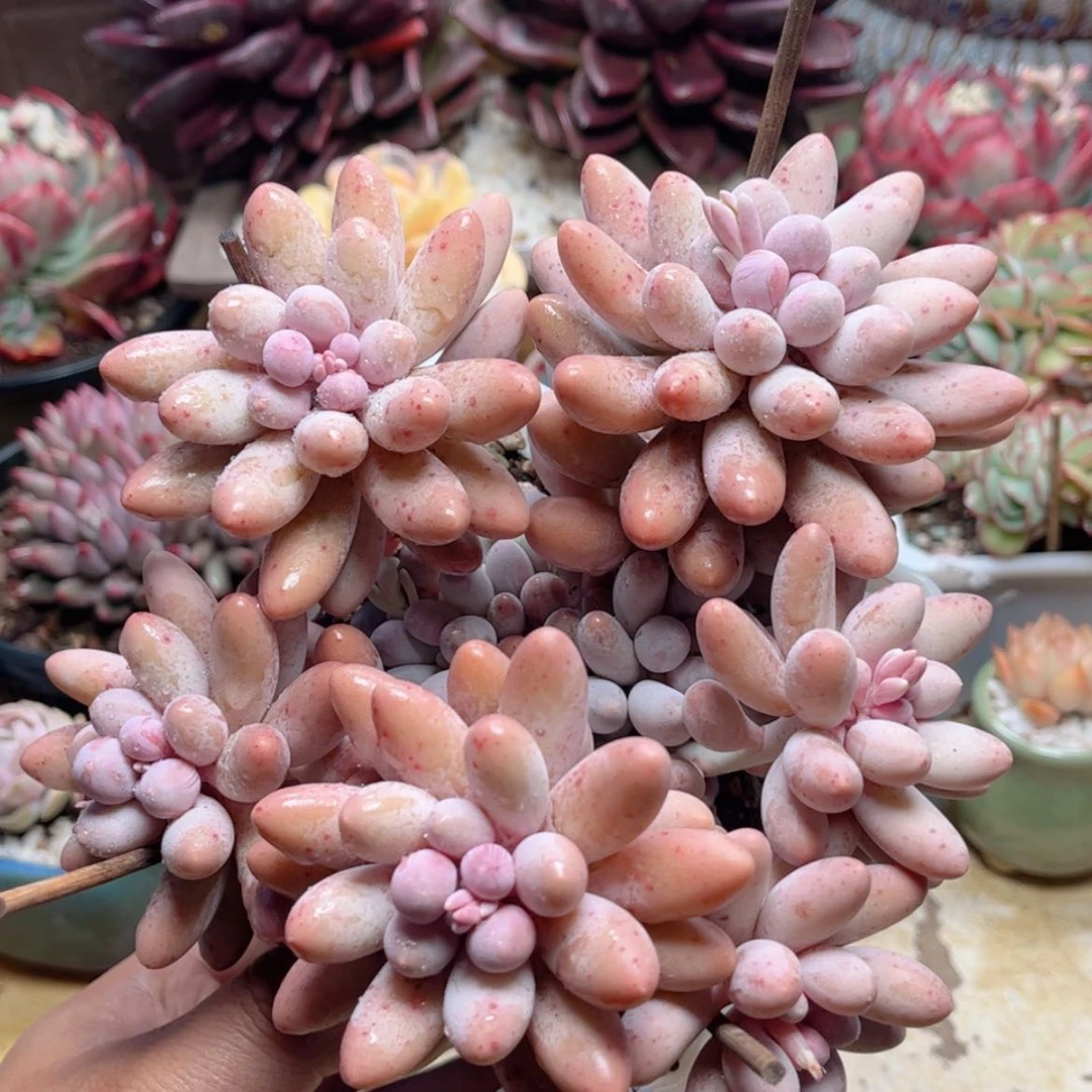 【闪购商品】102汤圆