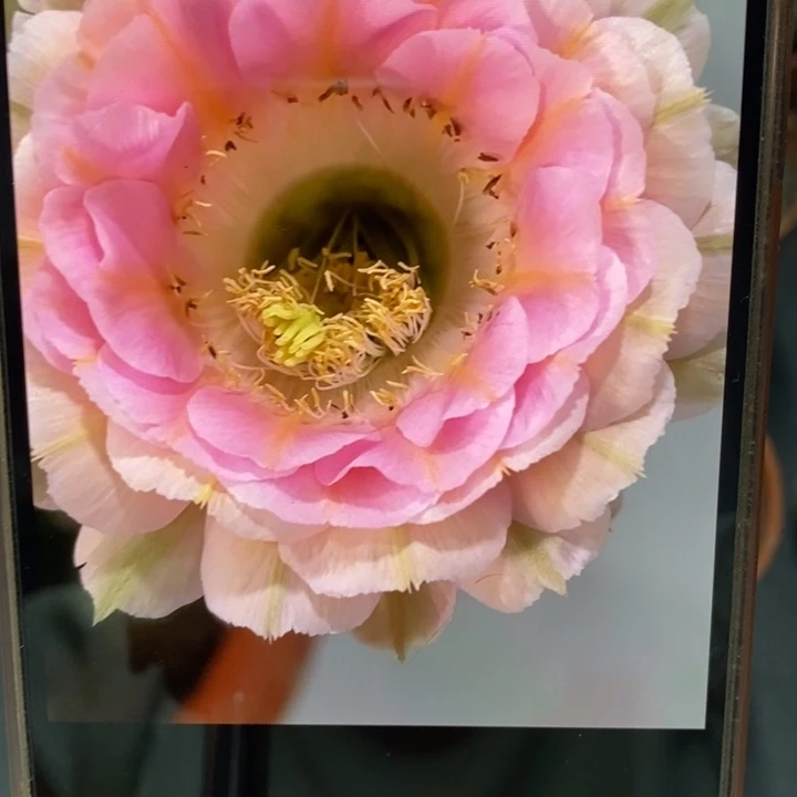 香香520带根4.5公分左右