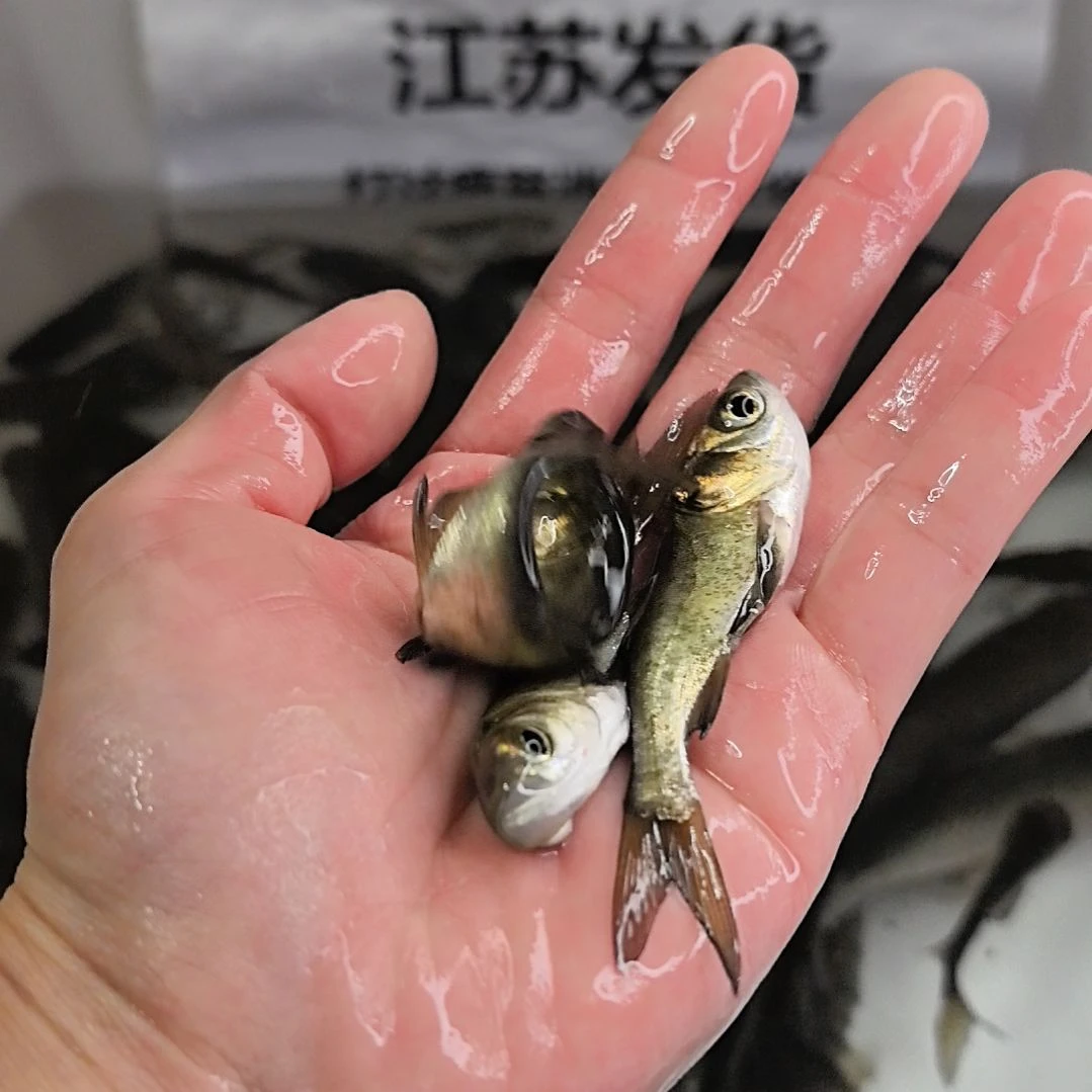 海水鱼胖头花鲢6-9厘米200条