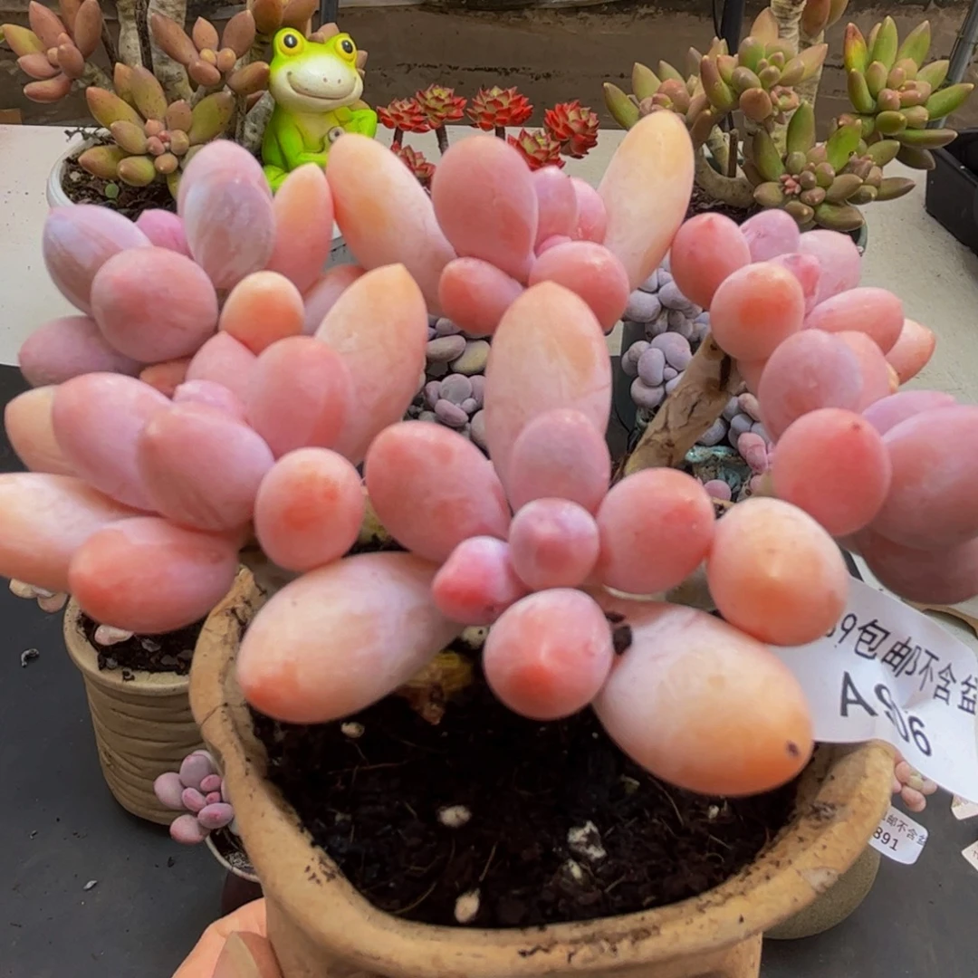 906/10cm香水手指多肉植物