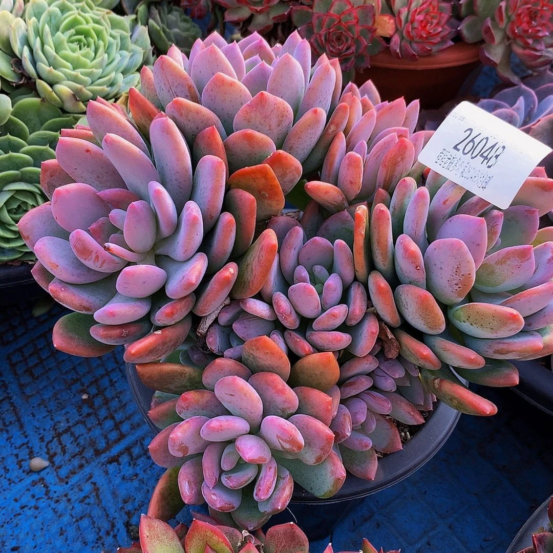 七***月灰姑娘26048多肉多肉